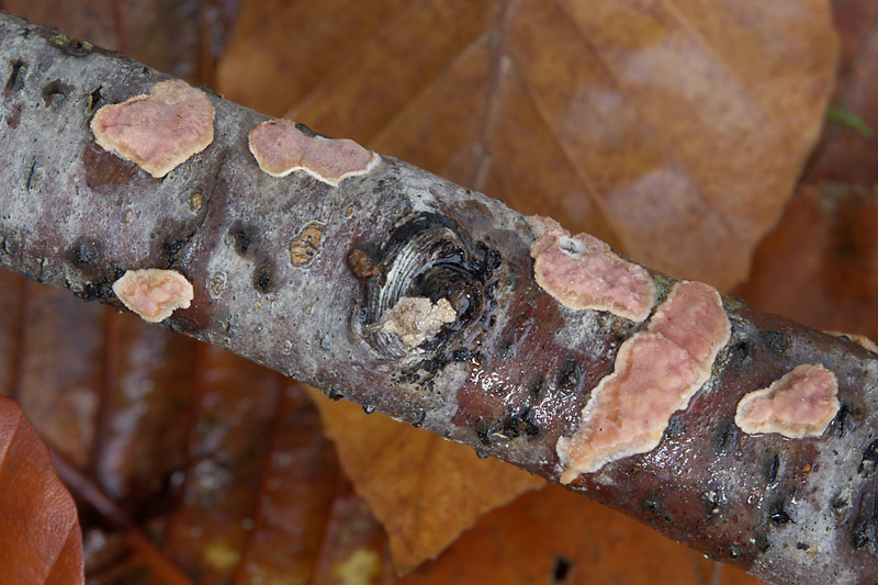 Aleurodiscus wakefieldiae